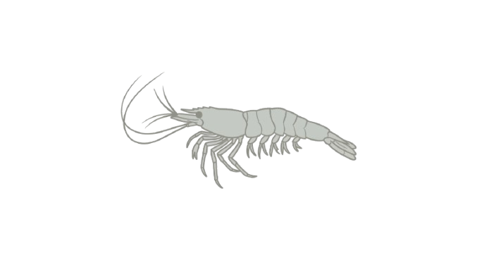 Caridina Adult