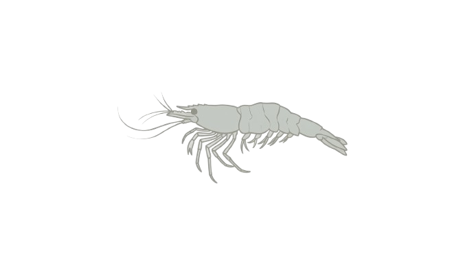 Legacy Shrimps