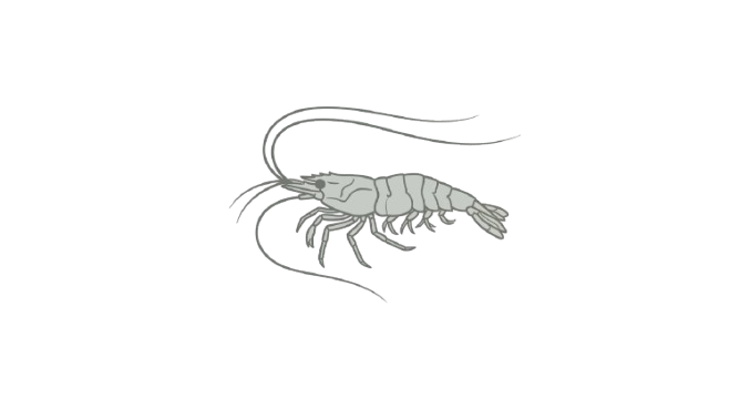 Neocaridina Adult