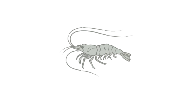 Elder Shrimp