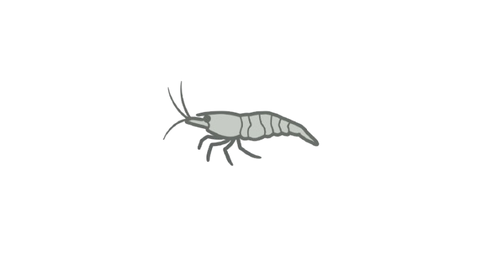 Juvenile Shrimp